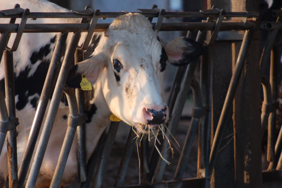 Stable Cow mammal