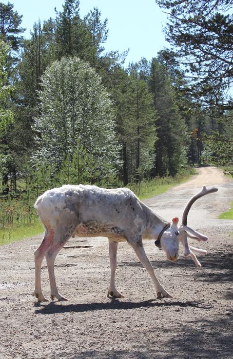 white deer on the road in the forest