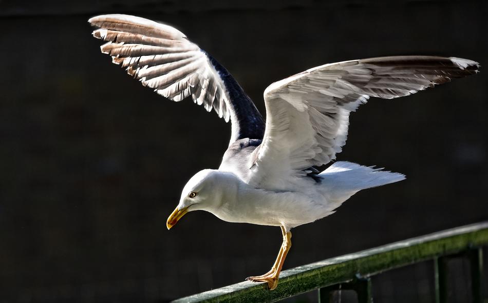 Seagull Gull Seabird