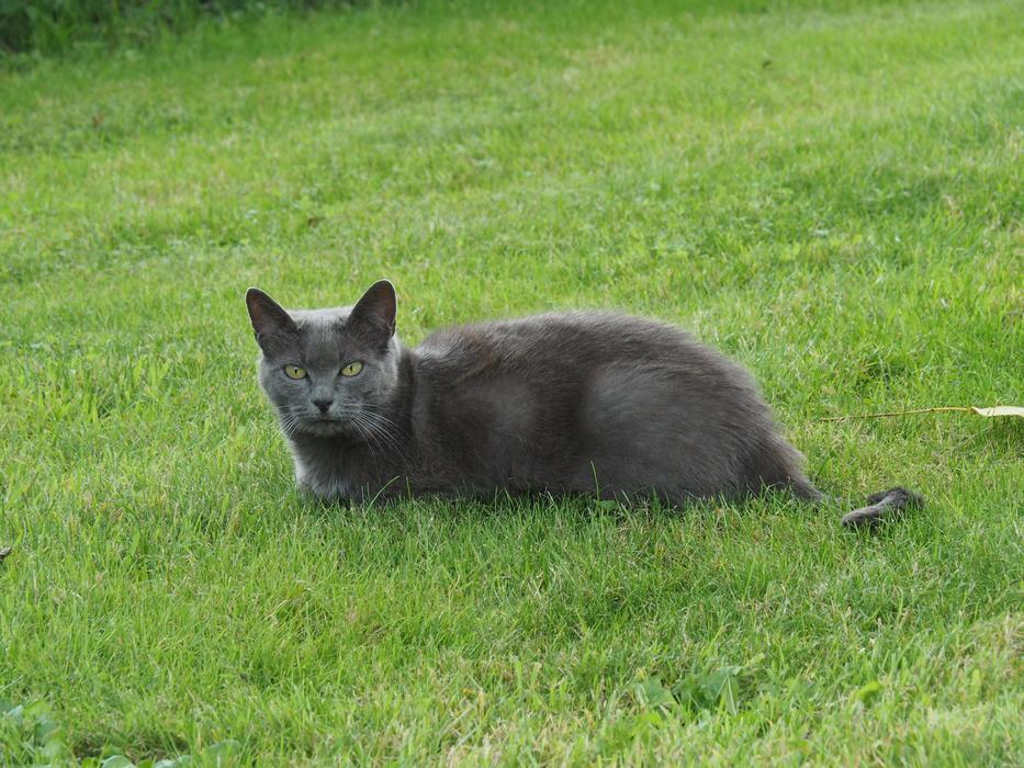 Cat Garden Pet