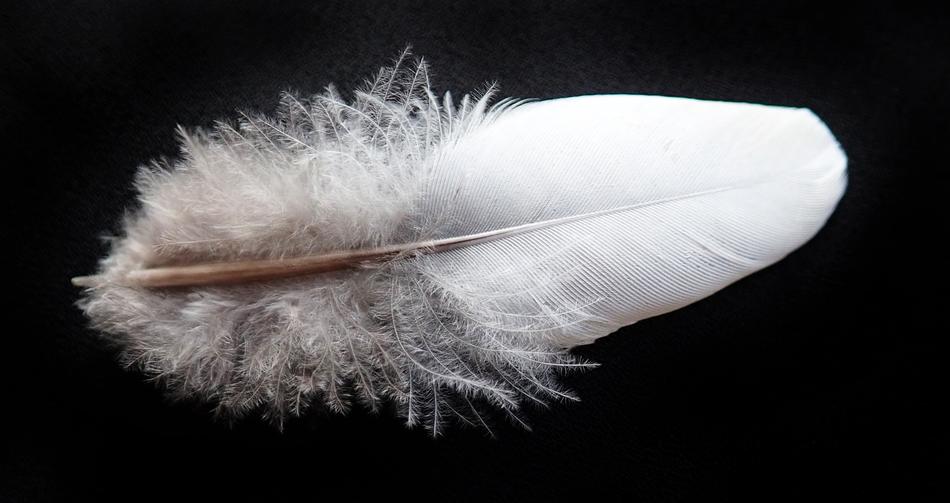 Feather Bird Downy