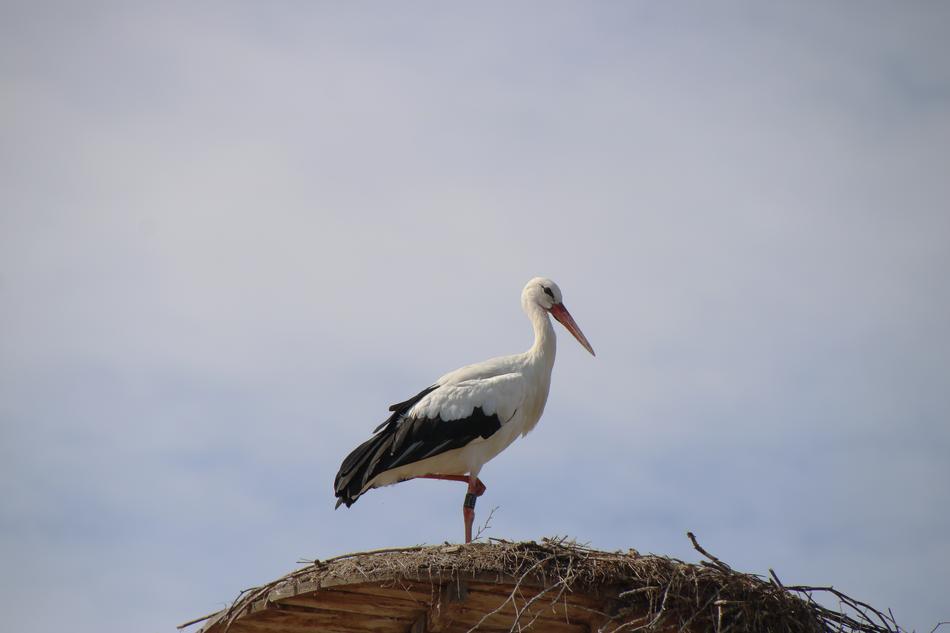 Stork Bird Bird'S Nest