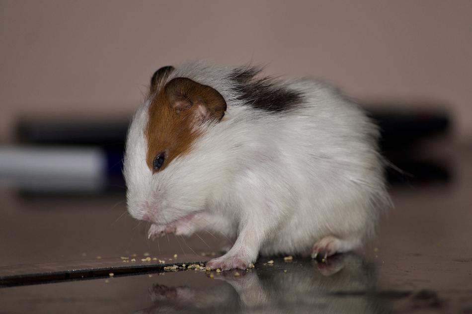 Hamster Pet Eating
