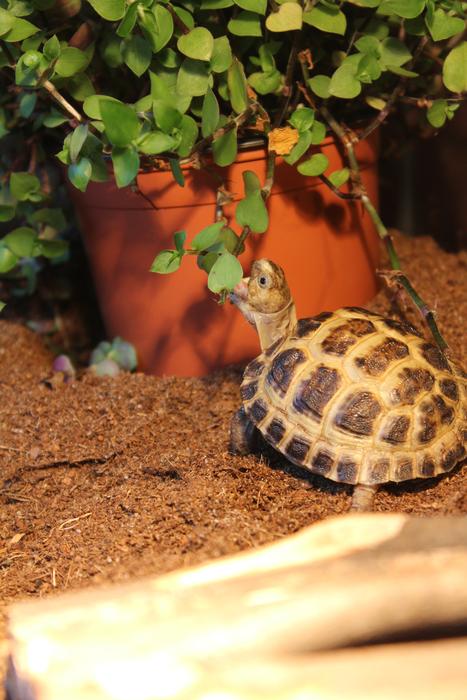 Turtle Baby Animal