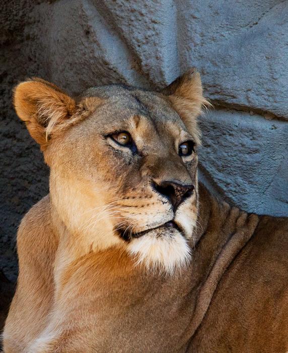 Lion Lioness Big Cat