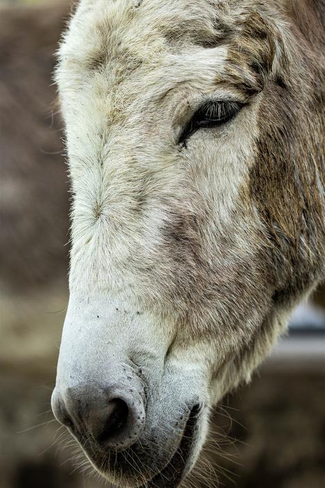 Donkey Animal Head Beast Of