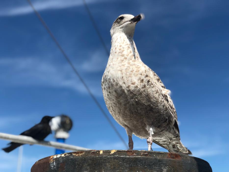 Bird Seagull Animal