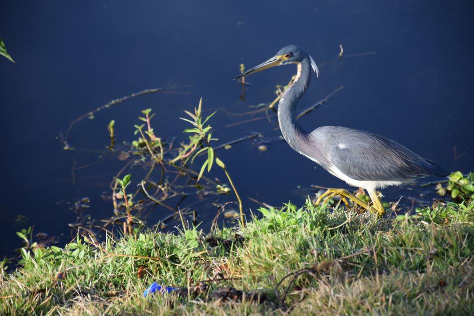 blue heron by the lake