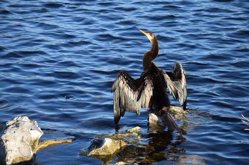 Anhinga Wings Drying