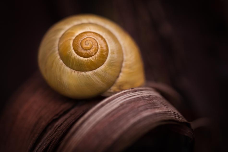 Snail Shell Yellow