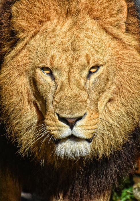 Lion Predator Dangerous