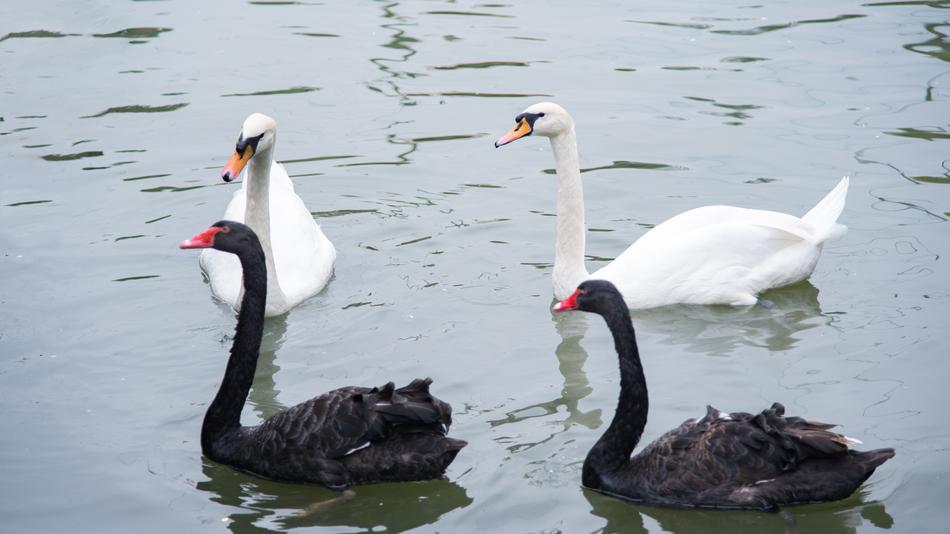 Animal Swan Goose