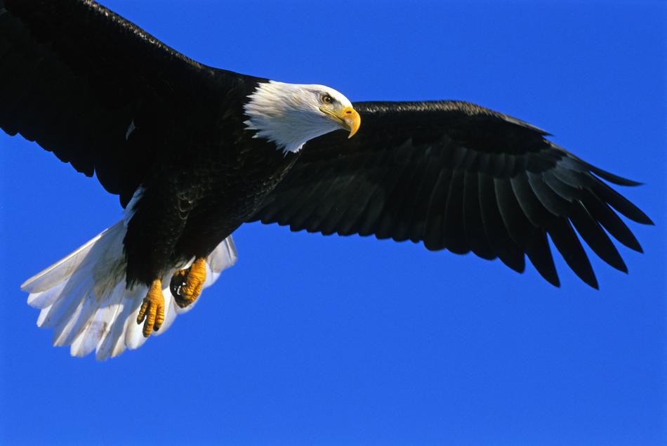 Eagle Bald Soaring