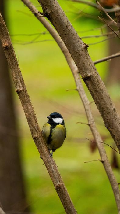 Bird macro blur fauna