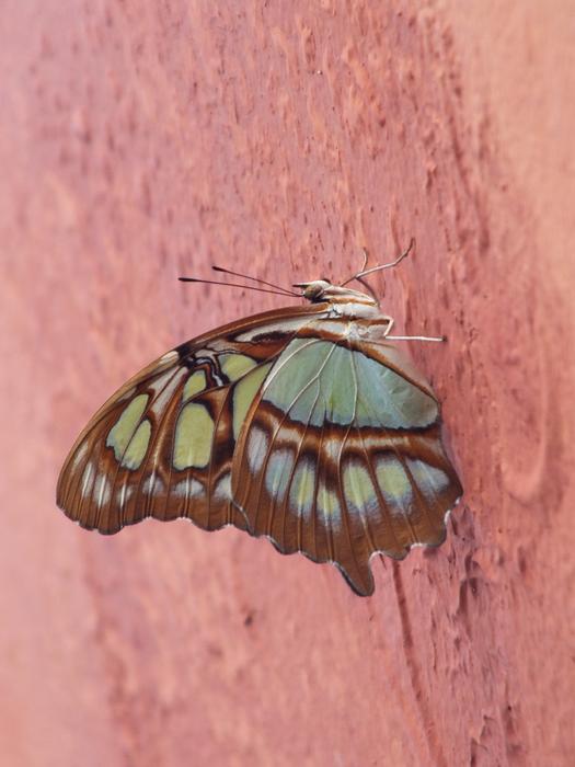 green butterfly on an orange wall