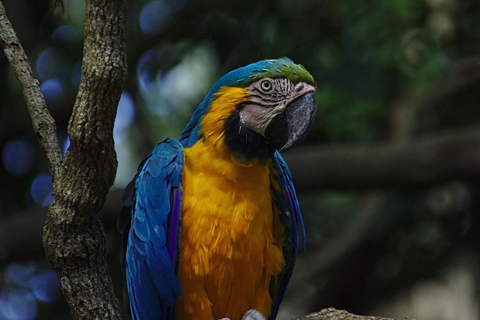 Ara Parrot Bird