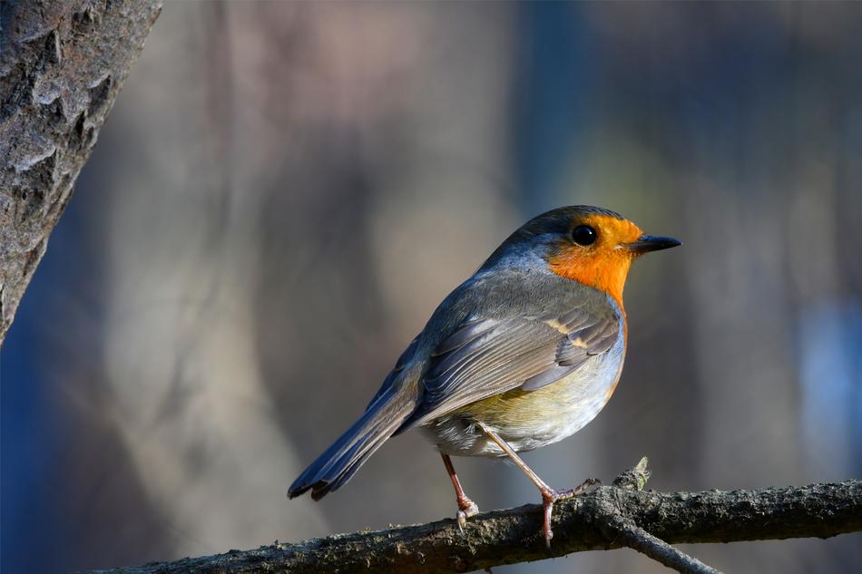Robin Bird Nature