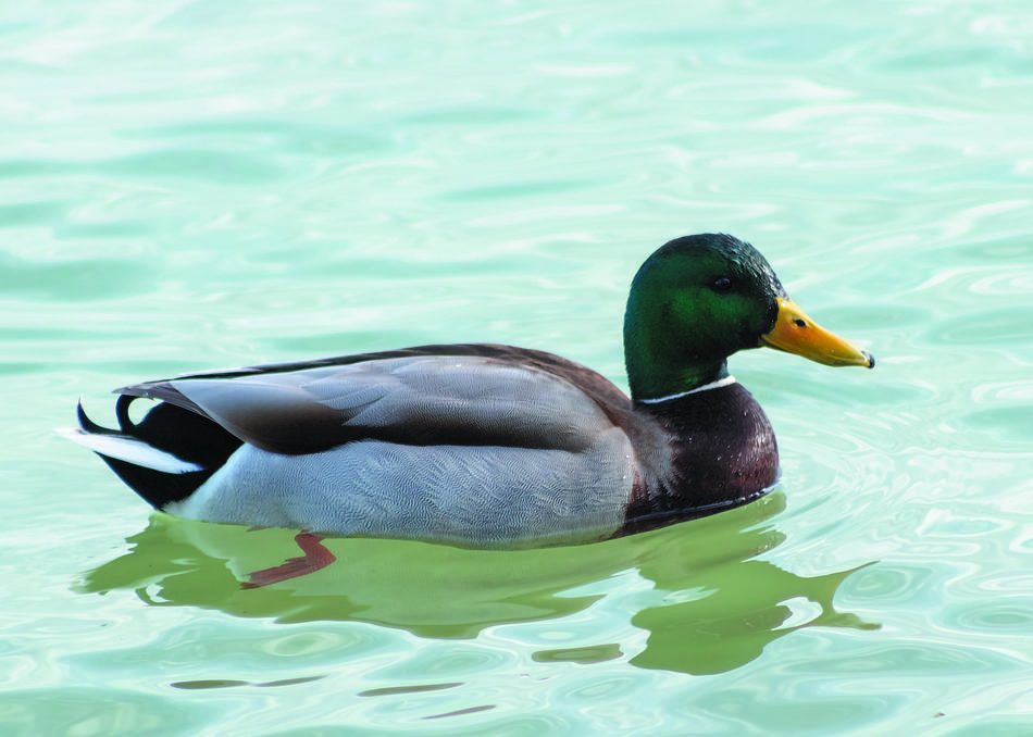 Teal Mallard Duck Wild Ducks