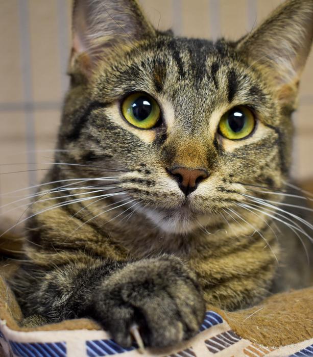 kitty with green eyes