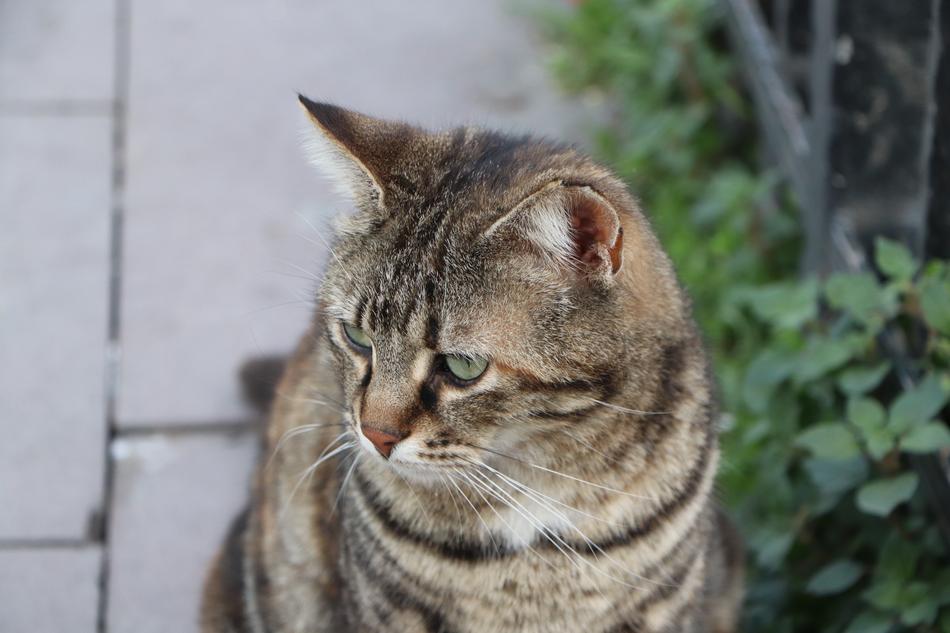 Cat Animal Beautiful
