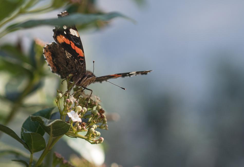 Butterfly Insect Garden