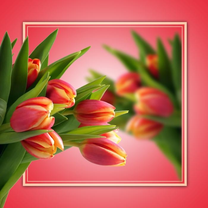 Tulips Background Blur