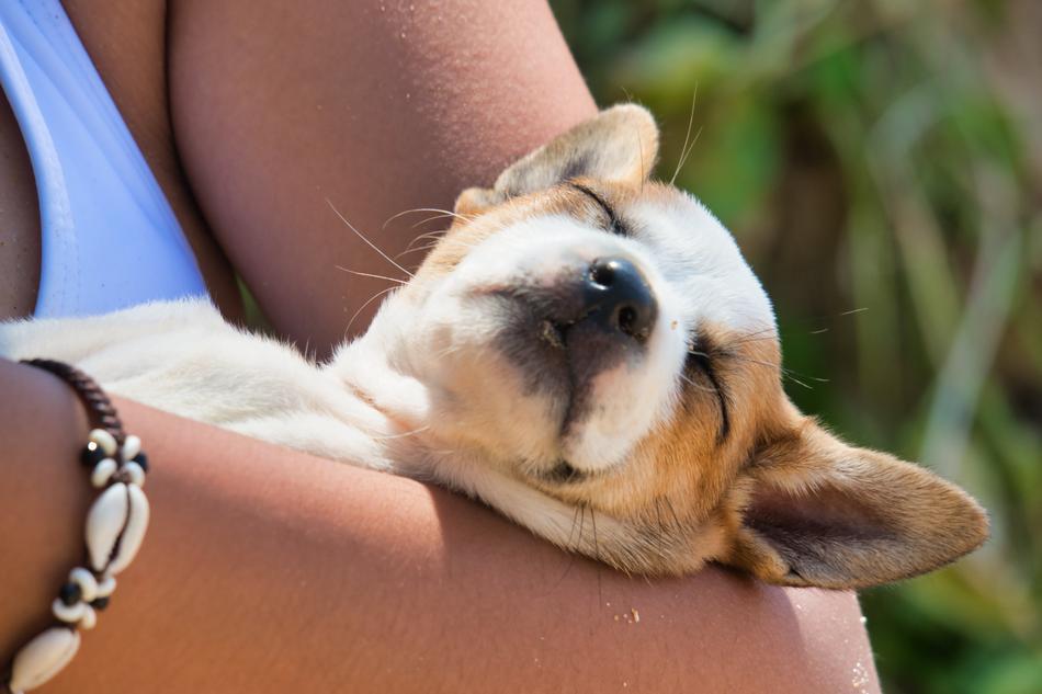 Dog Puppy Sleep
