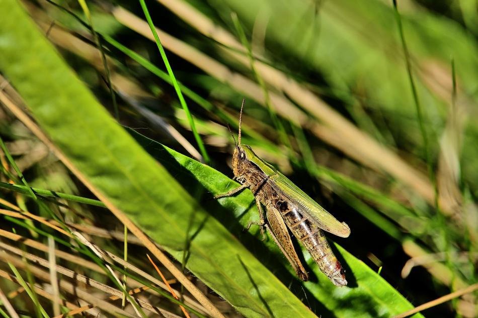 wild insect on foliage