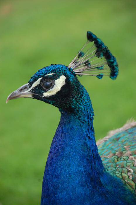 Peacock Bird