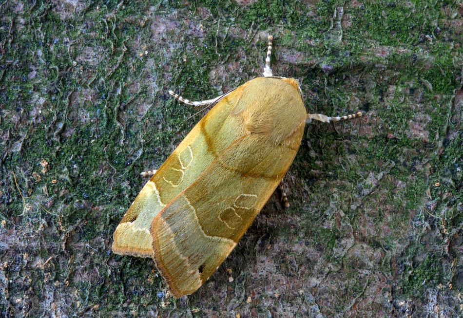green insect with large wings