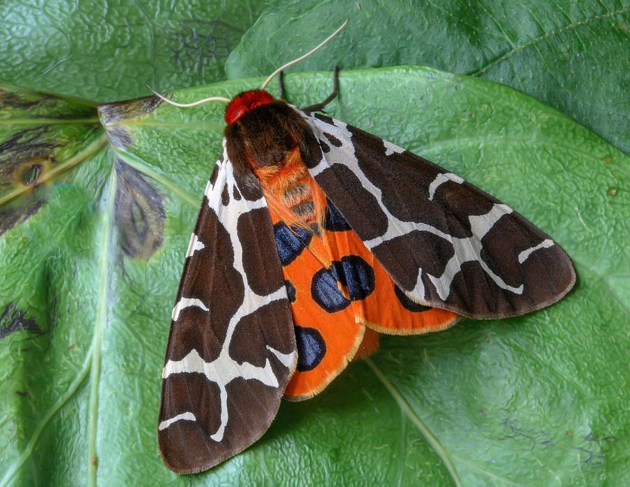 closeup photo of Moth Garden-Tiger Wings