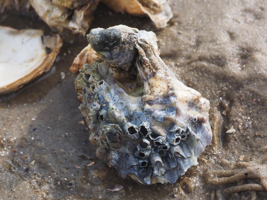 Pacific Oyster Shell