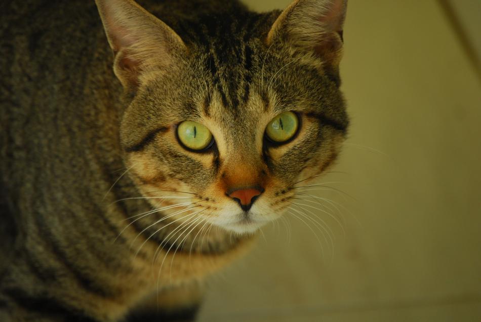 Cat Animal green eyes macro