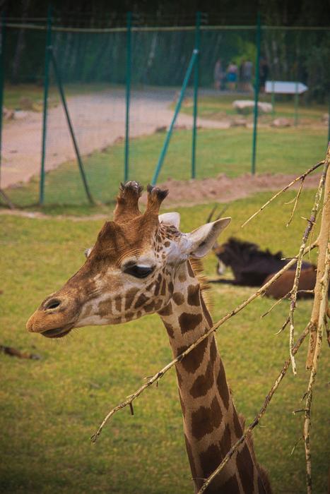 giraffe in green meadows