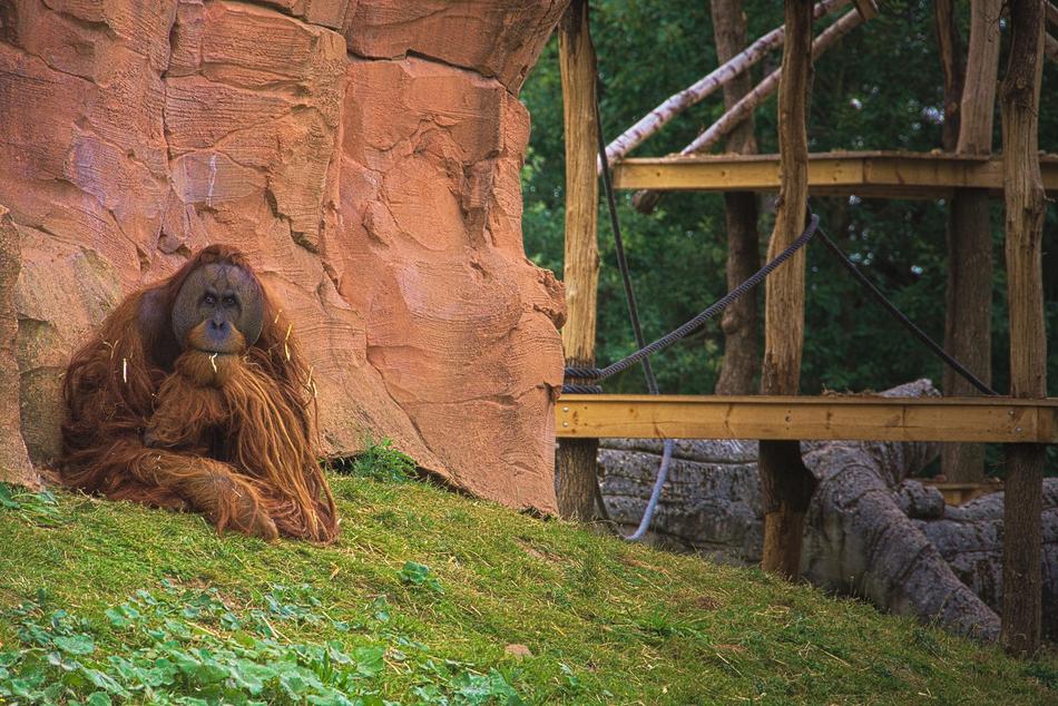 Monkey Animal Africa