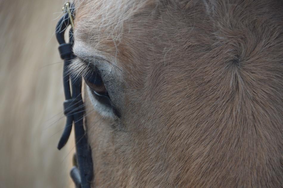Horse Eye Animal