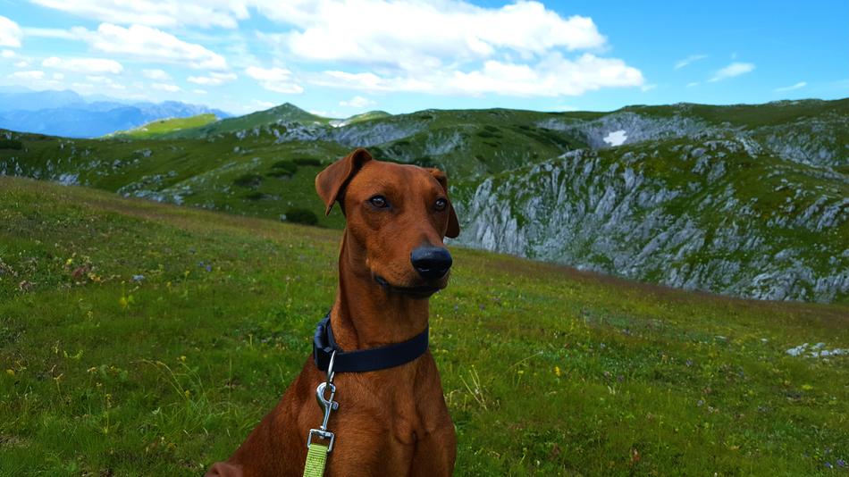 brown dog on green mountain