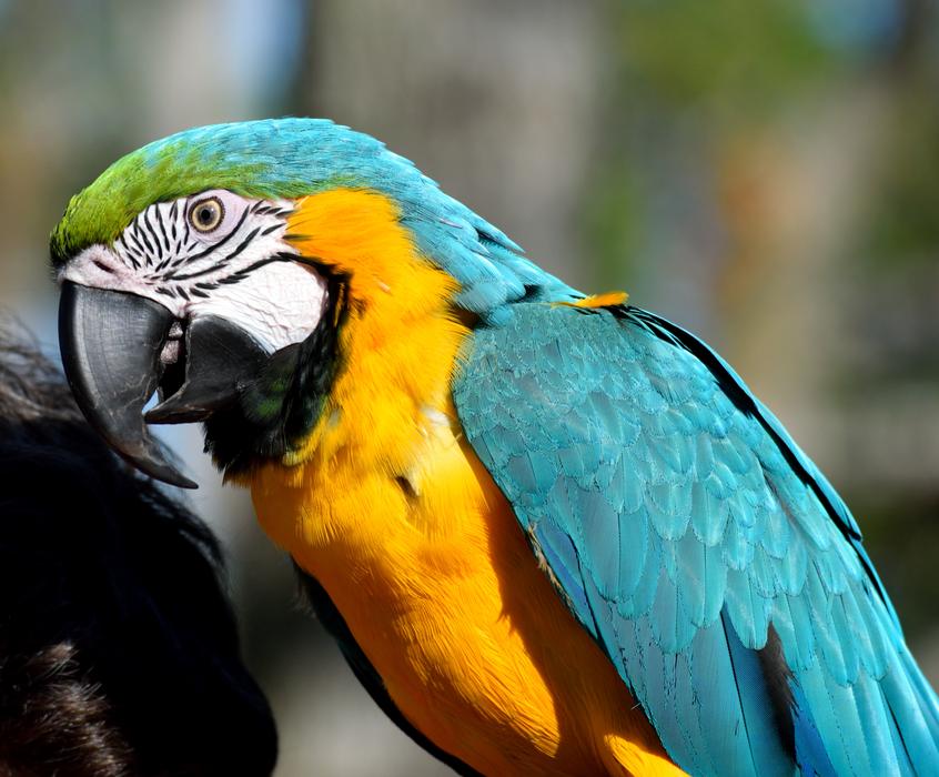 Macaw Parrot Bird