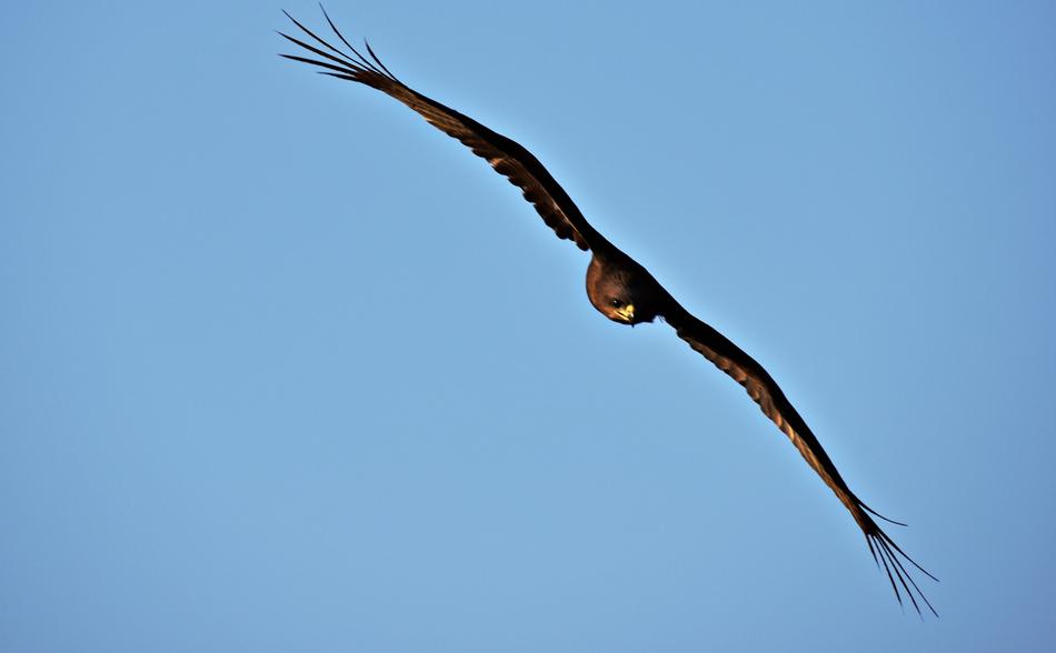 Bird Wildlife Nature