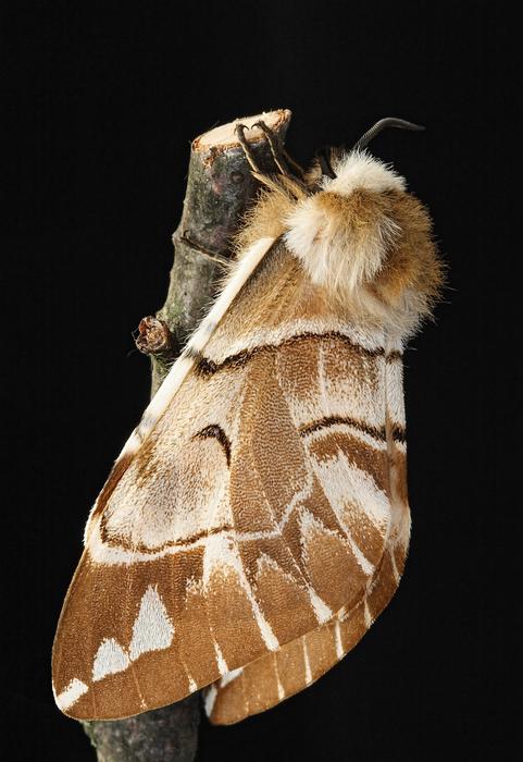 big butterfly on a black background