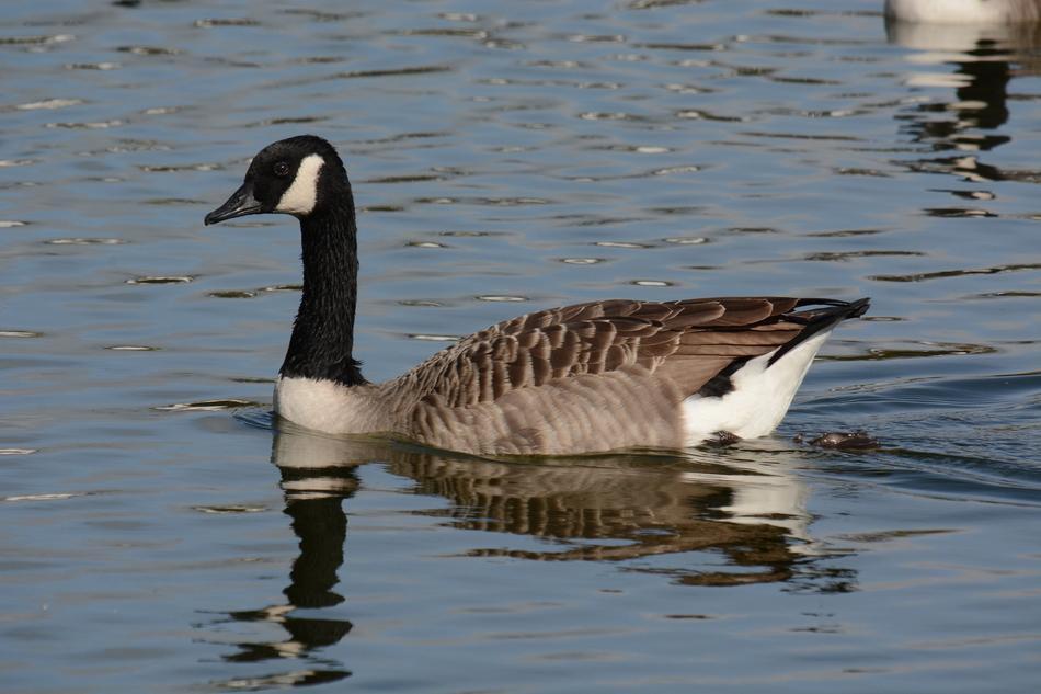 Canada Goose Swimming in pond