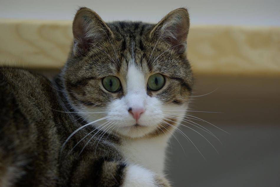 Cat Face Mackerel