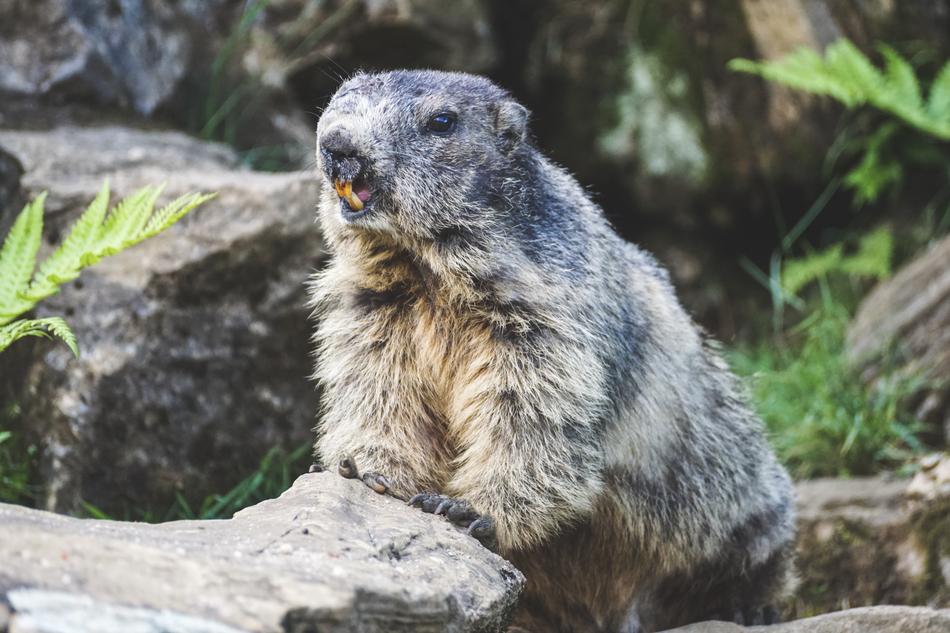 Marmot Alpine Rodent