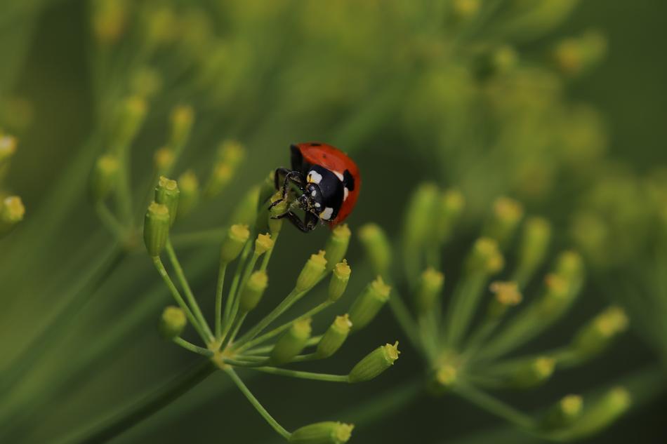 Ladybug Insect Dill