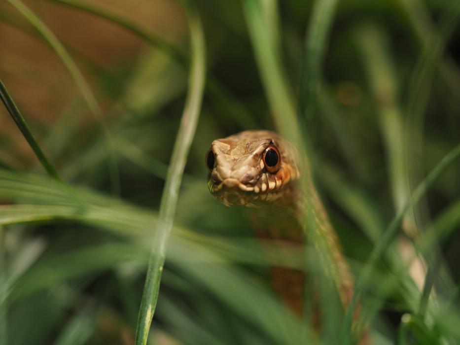 Animal Snake Reptile