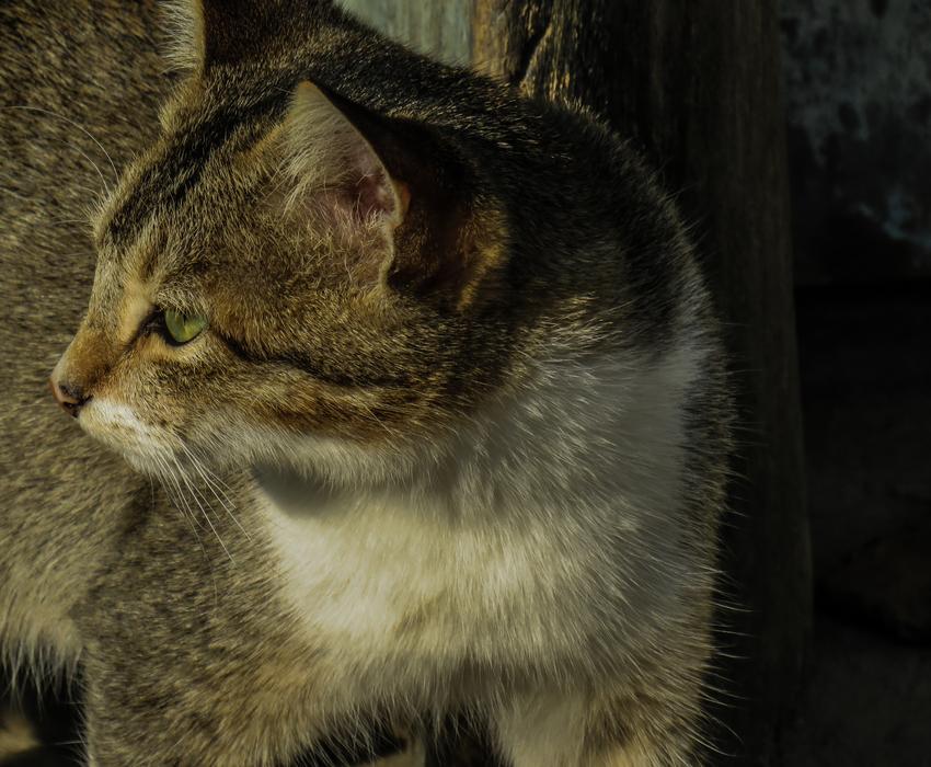 Cute Cat Kitty photo