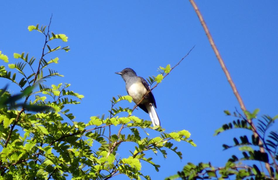 a bird in a tree against a blue sky