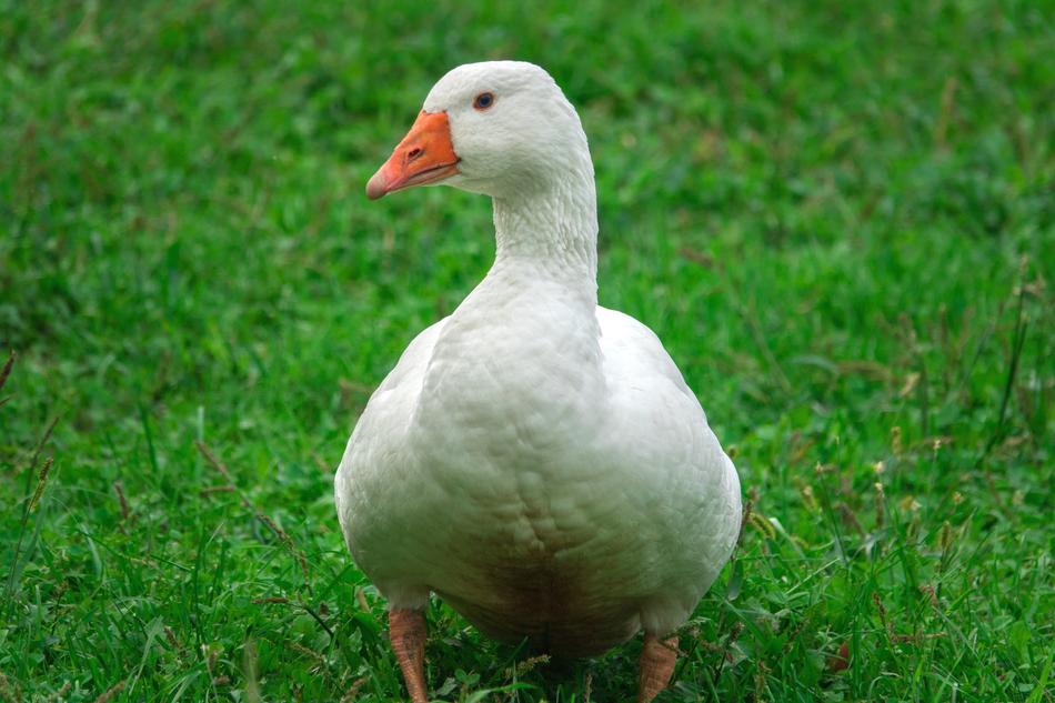 Goose Animal White
