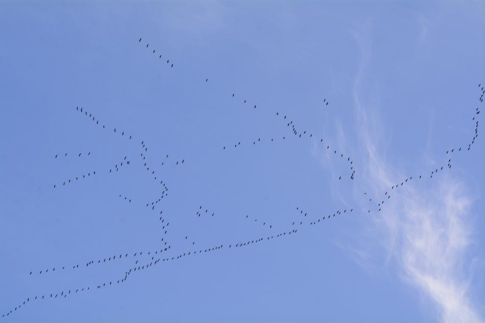 Migratory Birds Bird