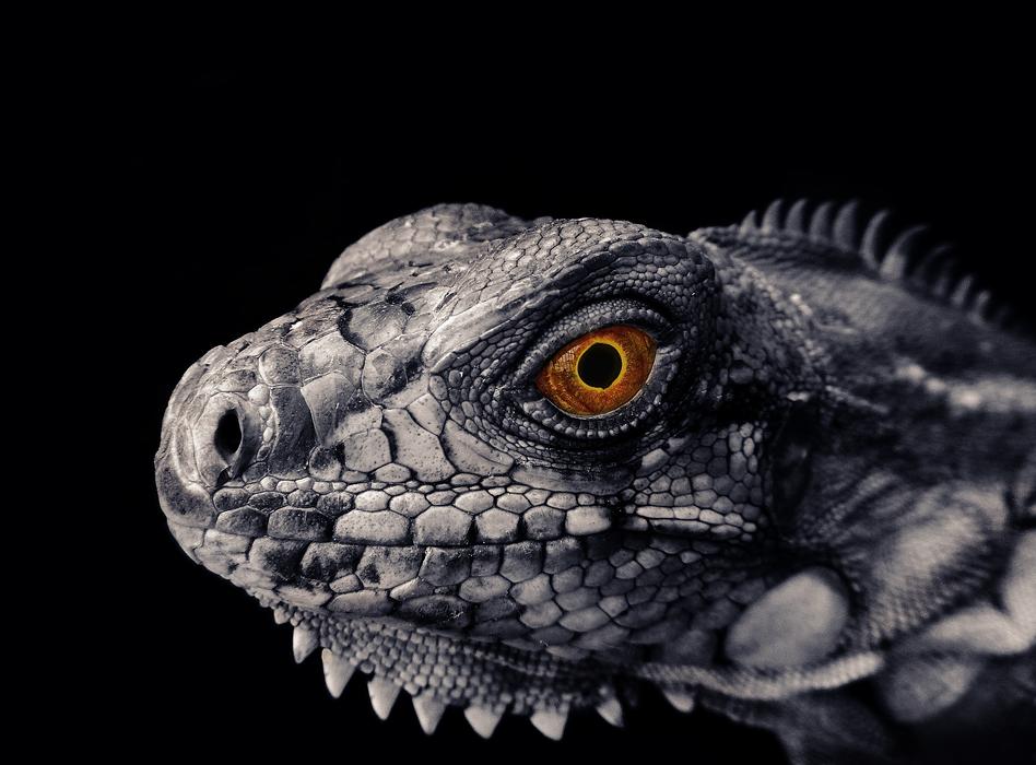 Iguana Reptile Scales Scaly skin